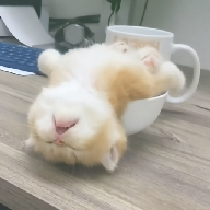 星星视频app下载追剧最新版APP应用